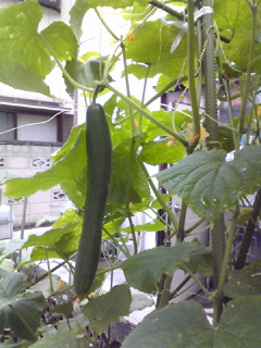 201007240758000.jpg