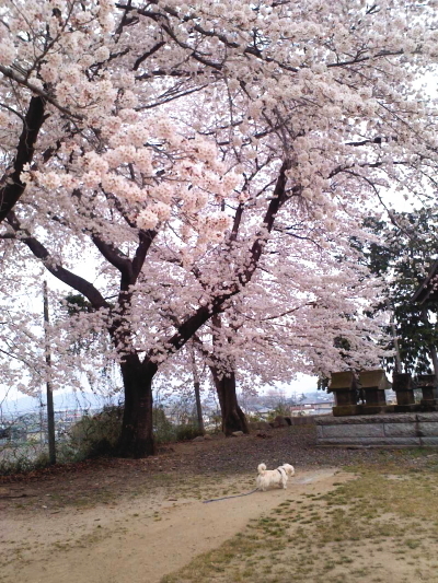 20150401-5.jpg